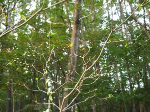 yamabousi.jpg