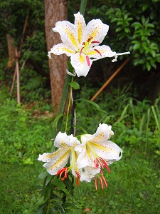 yamayuri4.jpg