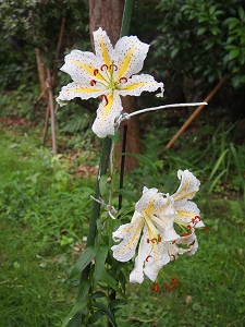 yamayuri5.jpg