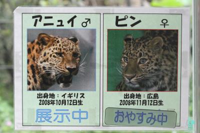 アムールヒョウ