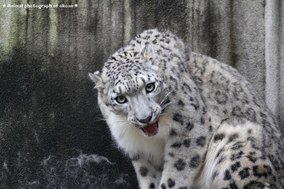 ユッコ
