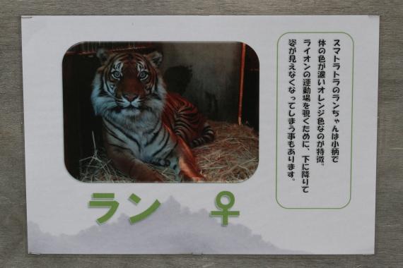 ラン