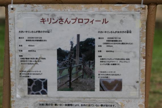 アミメキリン