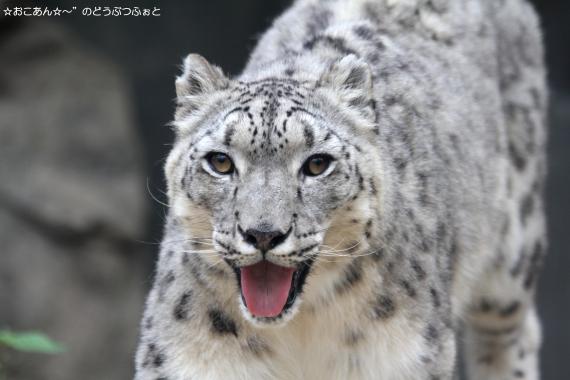 ミュウ