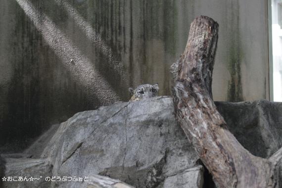 ユッコ