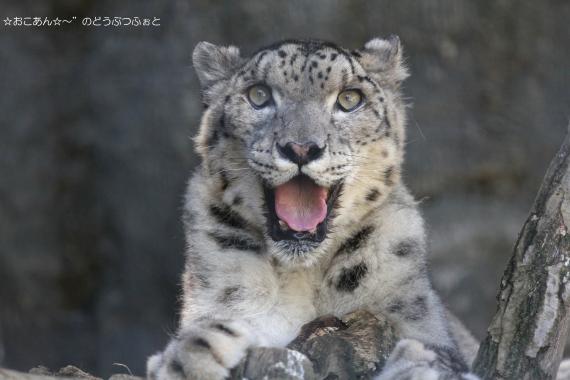 シンギズ