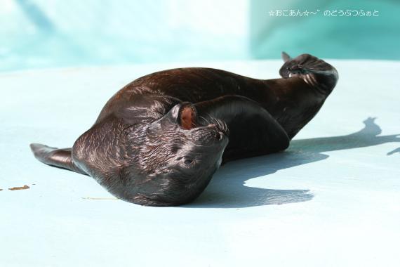 トキ