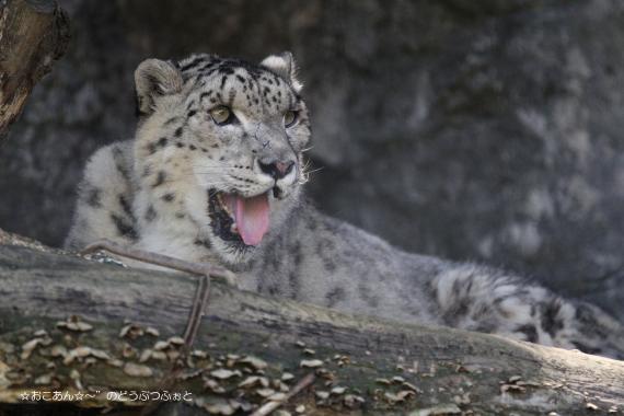 シンギズ