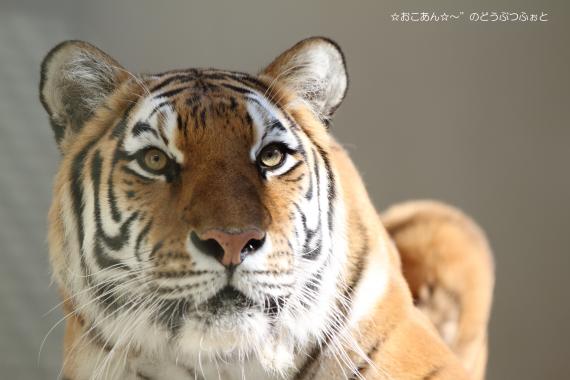 アオイ