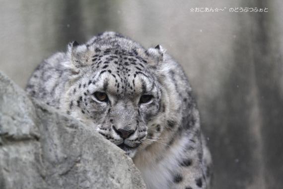 ミュウ