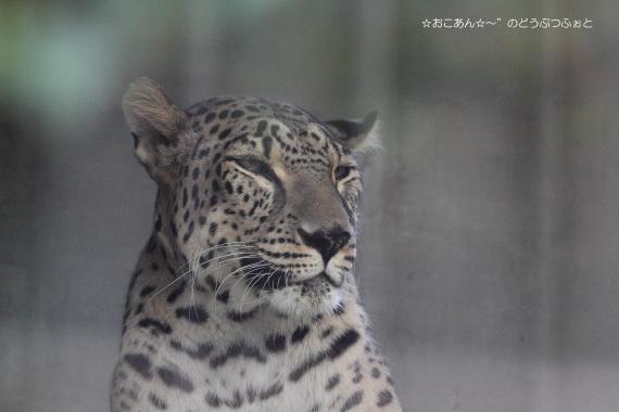 オウガ