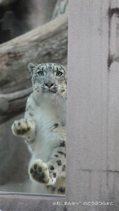 ユッコ