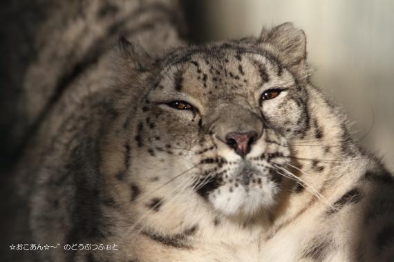 ミュウ