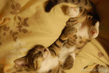 子猫