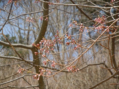4.16 桜