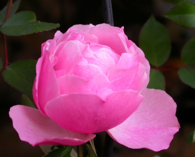 DSCN8268_a.jpg