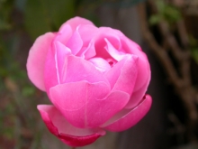 DSCN8326_a.jpg