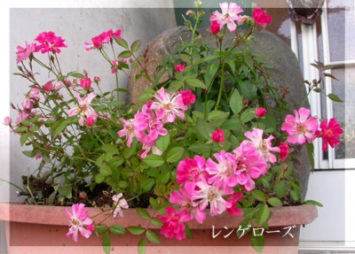 DSCN8329_a.jpg