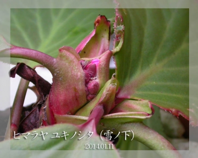 DSCN8343_a.jpg