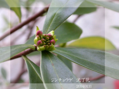 DSCN8345_a.jpg