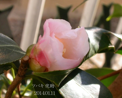 DSCN8348_aa.jpg