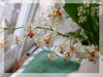 DSCN8547_a.jpg