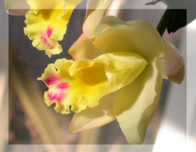 DSCN8558_ab.jpg
