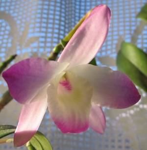 IMG2881_a.jpg