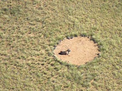 fairy-circles.jpg