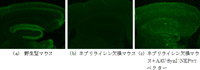 fig1-1201525241.jpg