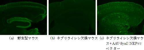 fig1-12051.jpg