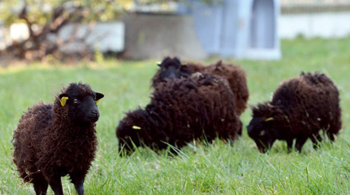 paris-sheep-lawn-mowers.jpg