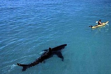 shark_and_boat.jpg