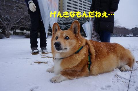 わしむりじゃ…