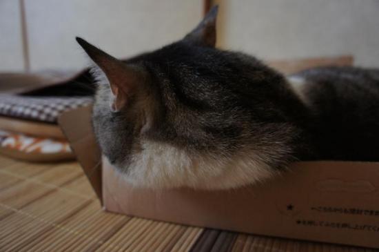 pan