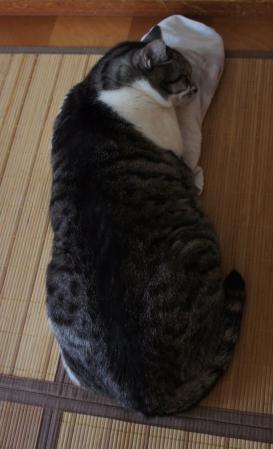 pan