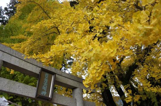 20121118