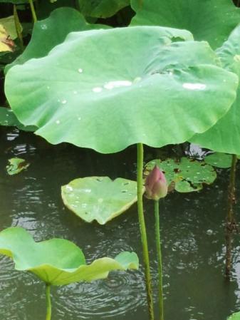 IMG_20120720_110452.jpg