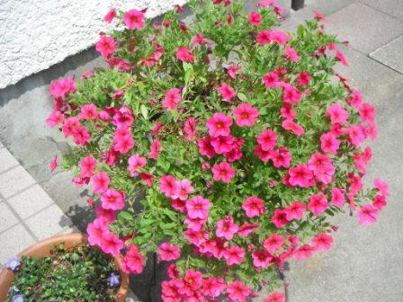 DSCF0395.jpg