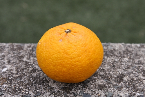 夏みかん