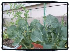 20120530_183615_edit0.jpg