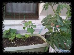 20120530_183631_edit0.jpg