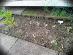 20120530_183640_edit0.jpg
