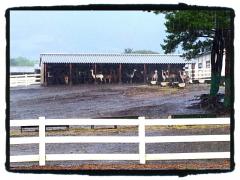 20120817_103654_edit0.jpg