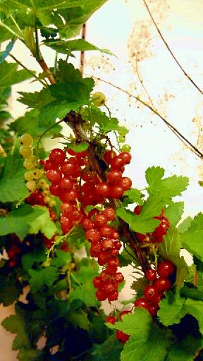 2012-06-14_15-56-31_A0.jpg