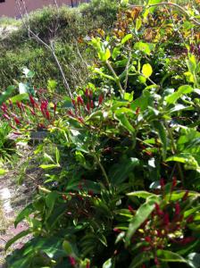image_20130405211556.jpg