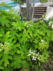 image_20130527205321.jpg