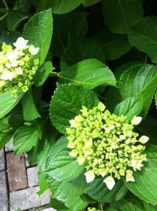 image_20130527205322.jpg