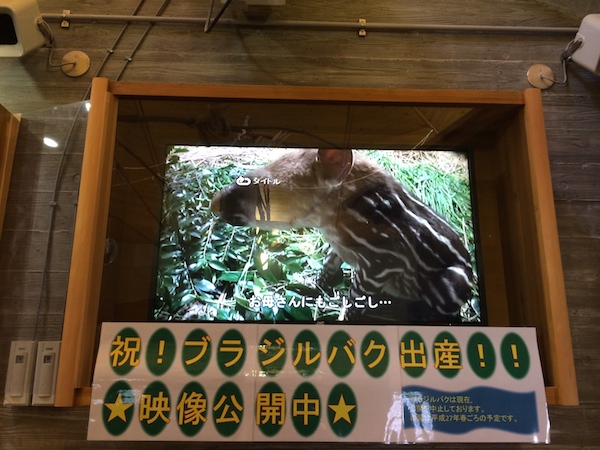 ブラジルバク!