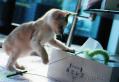 隊長!白くてフワフワするものを発見しました!プルーラちゃん、大発見。